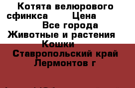 Котята велюрового сфинкса. .. › Цена ­ 15 000 - Все города Животные и растения » Кошки   . Ставропольский край,Лермонтов г.